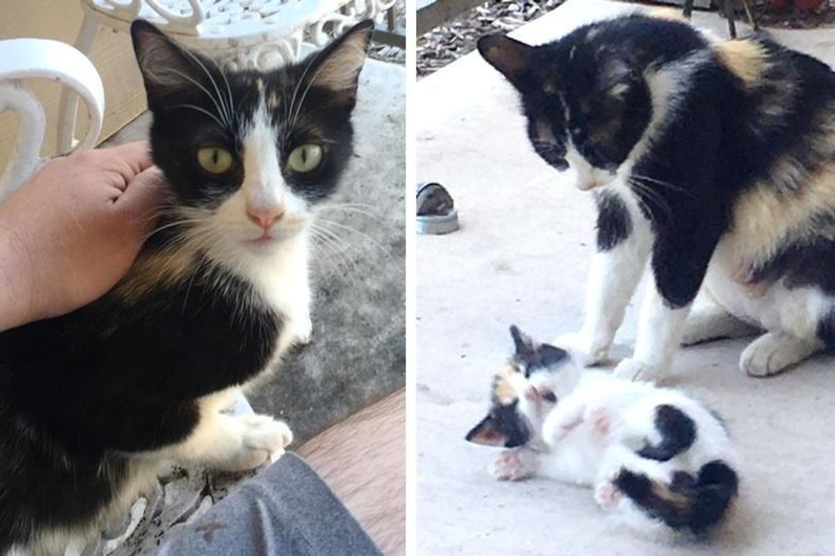 Neighborhood Stray Brings a Tiny Surprise to Man Who was Kind to Her..