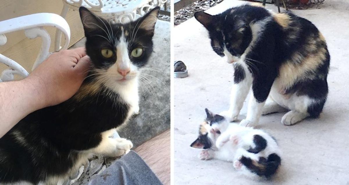 Neighborhood Stray Brings a Tiny Surprise to Man Who was Kind to Her..