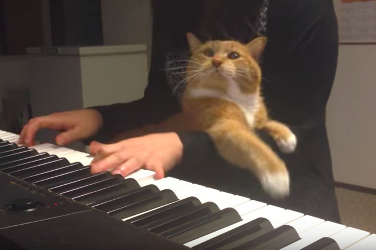 Cat Interrupts Piano Playing
