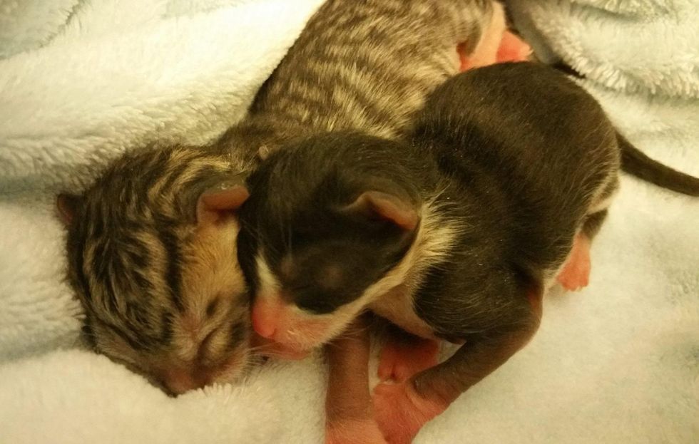 Two Preemie Kittens Stick Together and Fight to Get Bigger Every Day