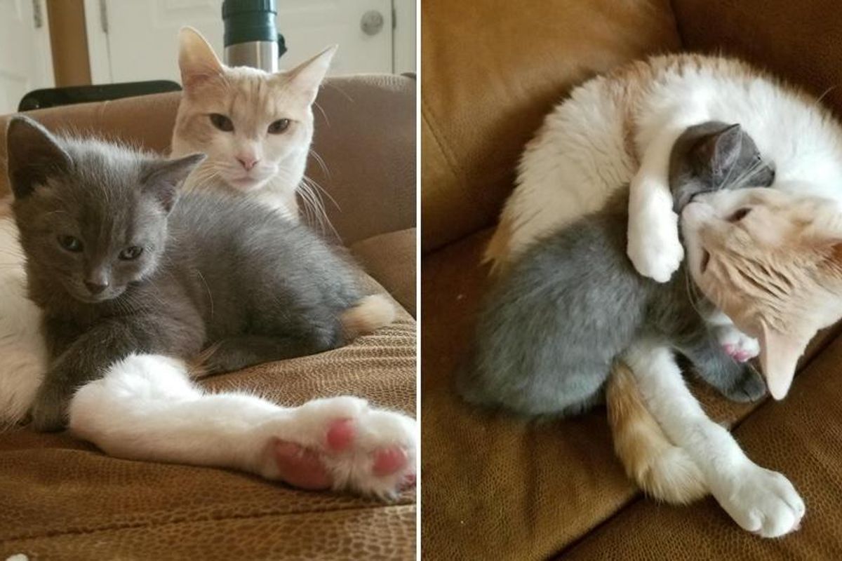 Stray Kitten Surprises Family When She Walks Up to Their Cat and Makes Him Her New Dad...