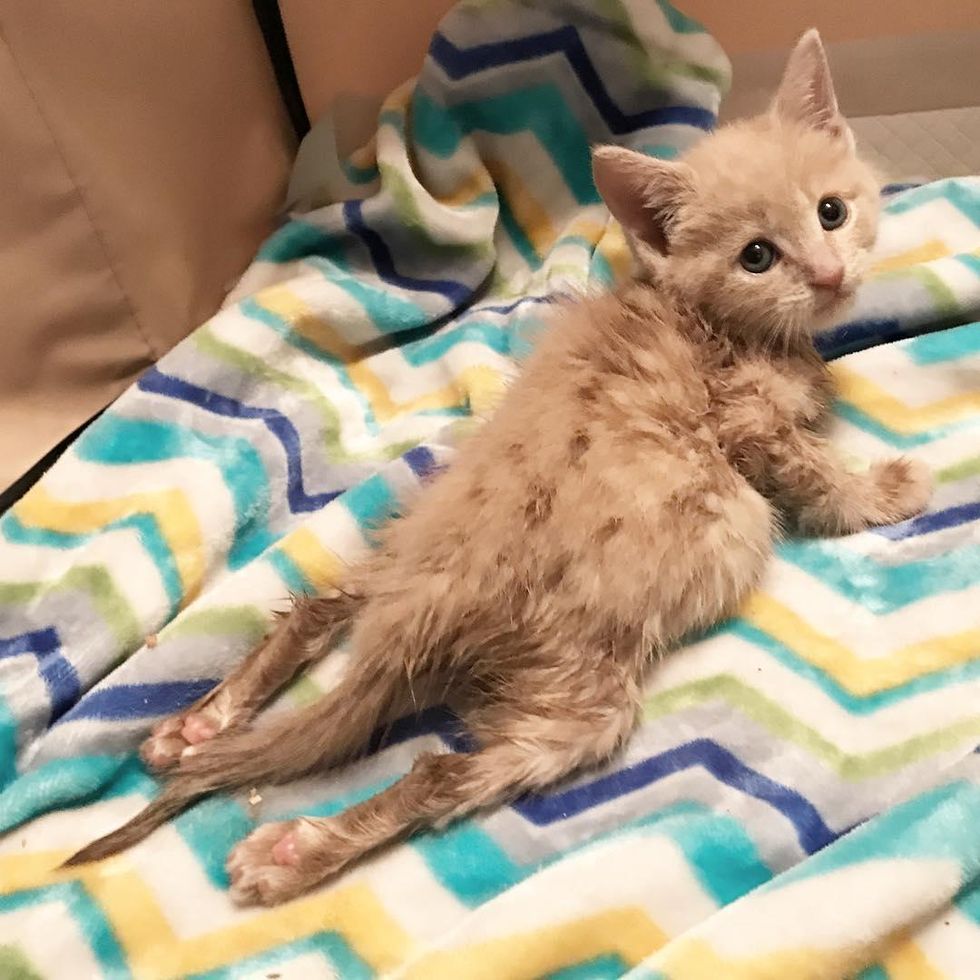 Paralyzed Kitten Surprises Everyone When She Regains Mobility After