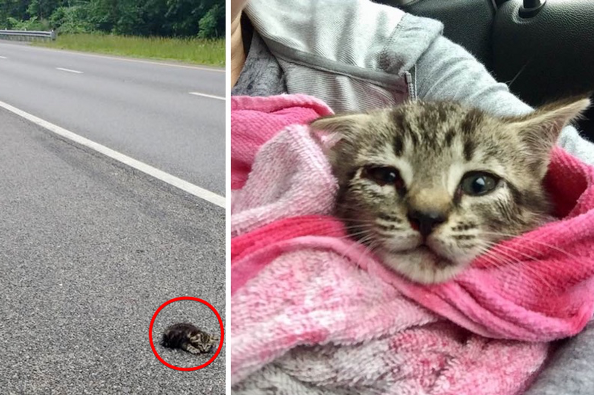 Woman Saves Kitten Lying on Highway Despite Getting a Ticket...