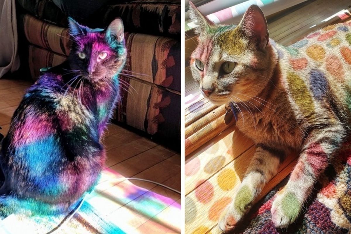 These 10+ Cats Catch Rainbows Through Sunbeams...