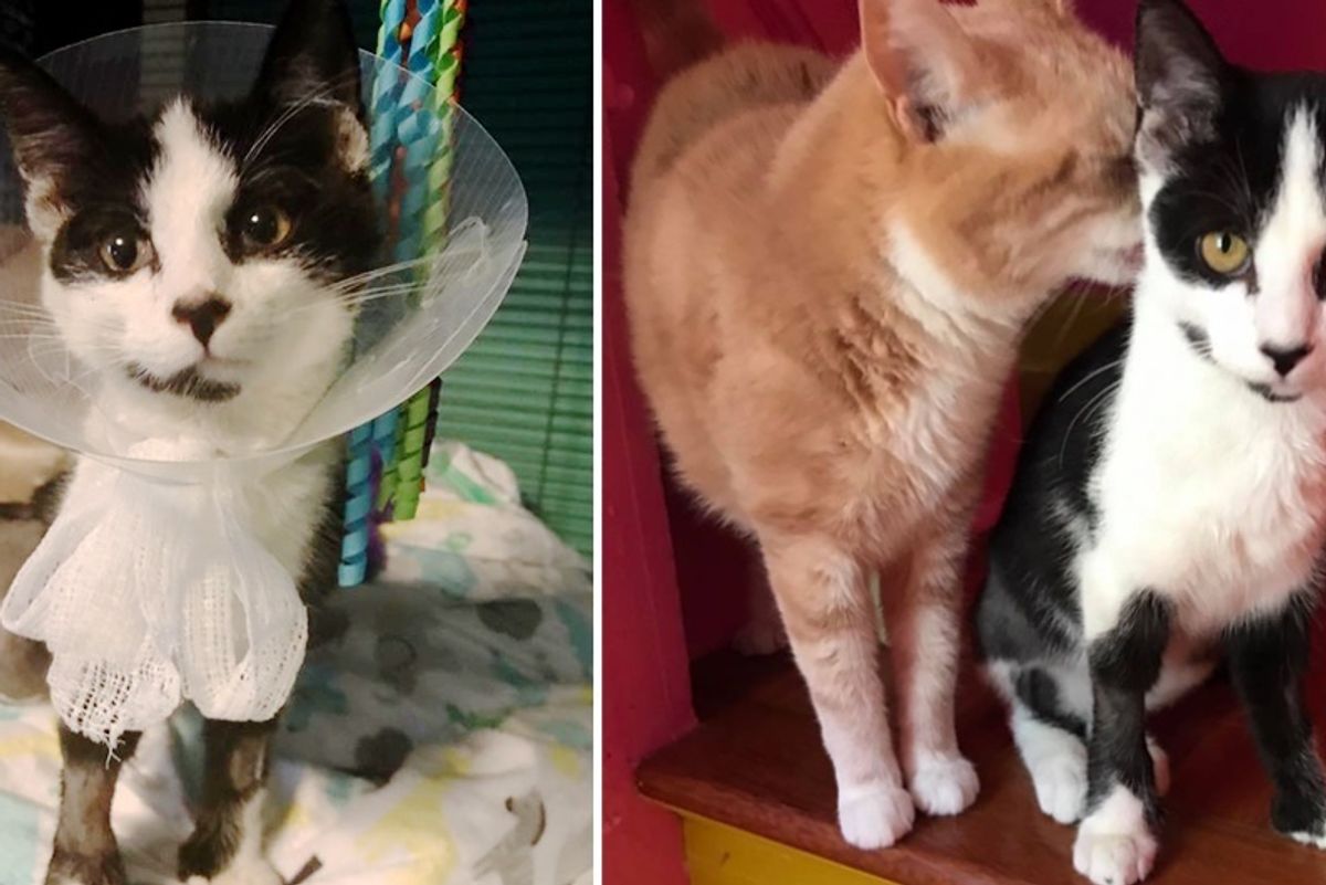 Woman Saves Cat Others Thought Was Too Broken to Do Anything, and Proves Them Wrong...