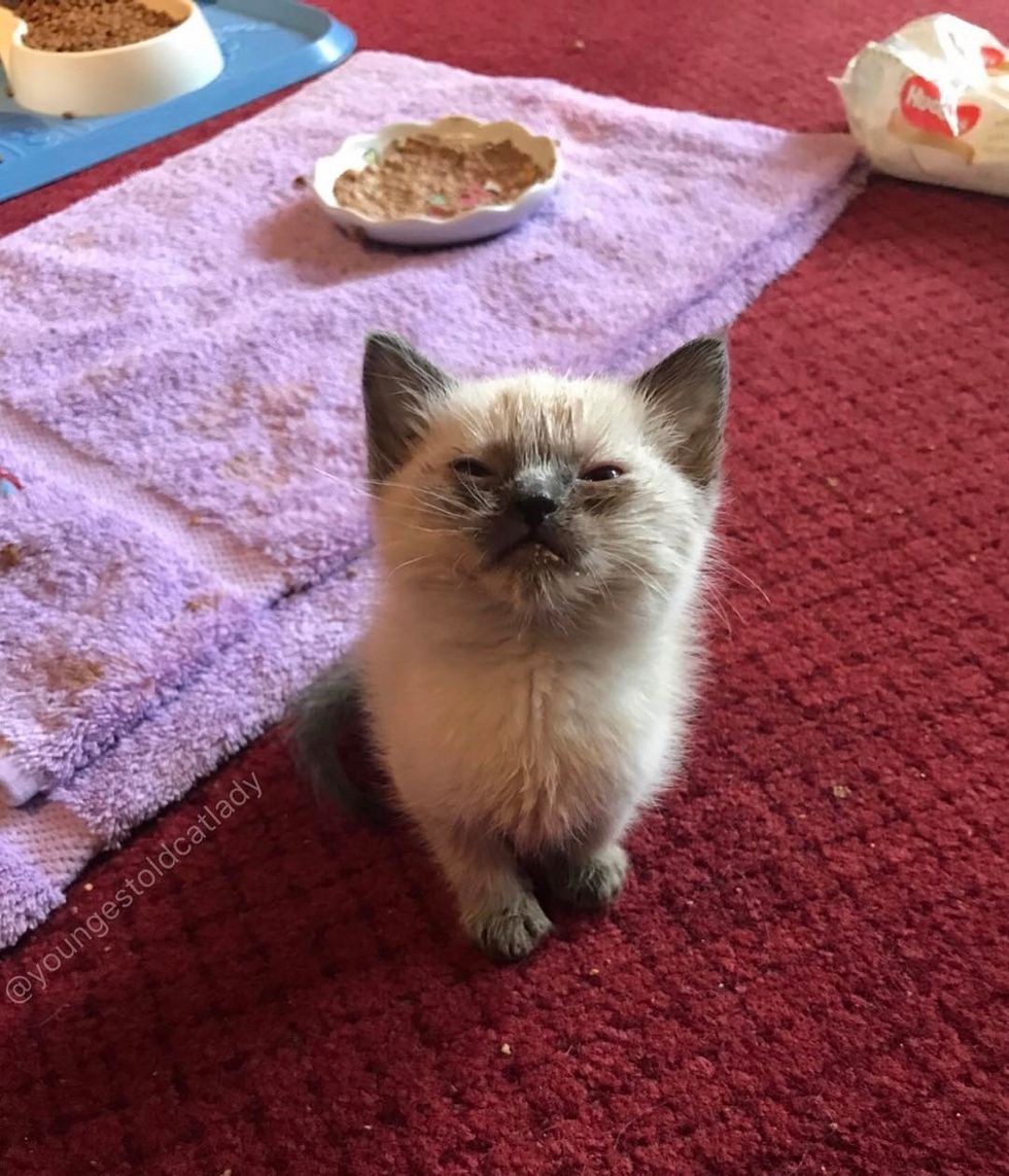 Stray Kitten Rescued Off Streets, Feels Love for the First Time, The