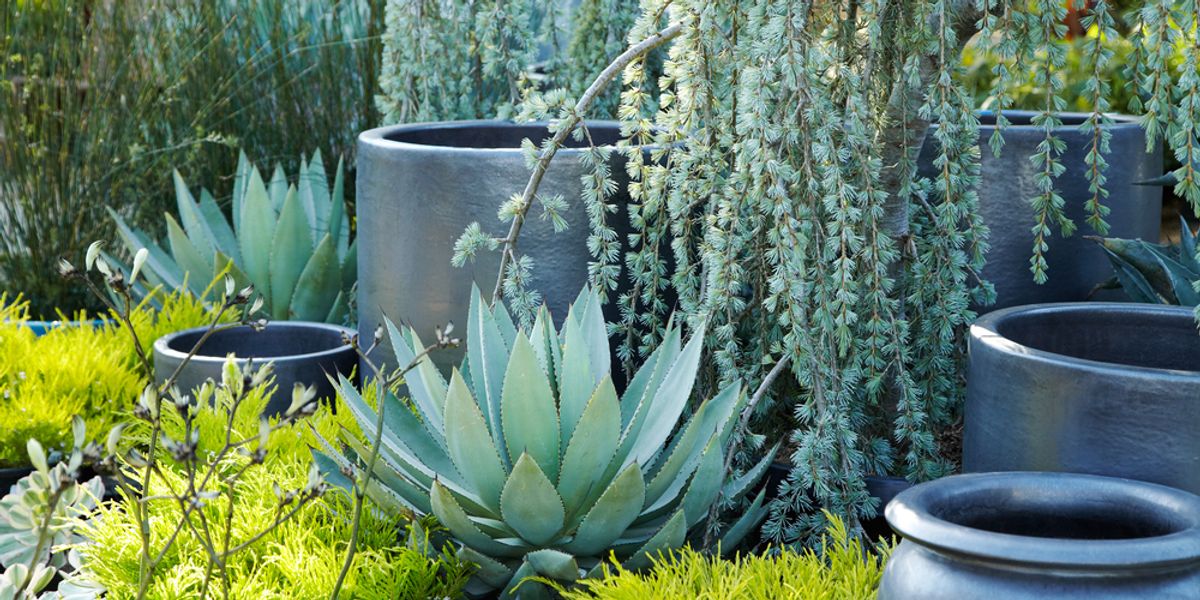 The Best Places To Succulents Cacti Air Plants In Bay Cacti Air Plants