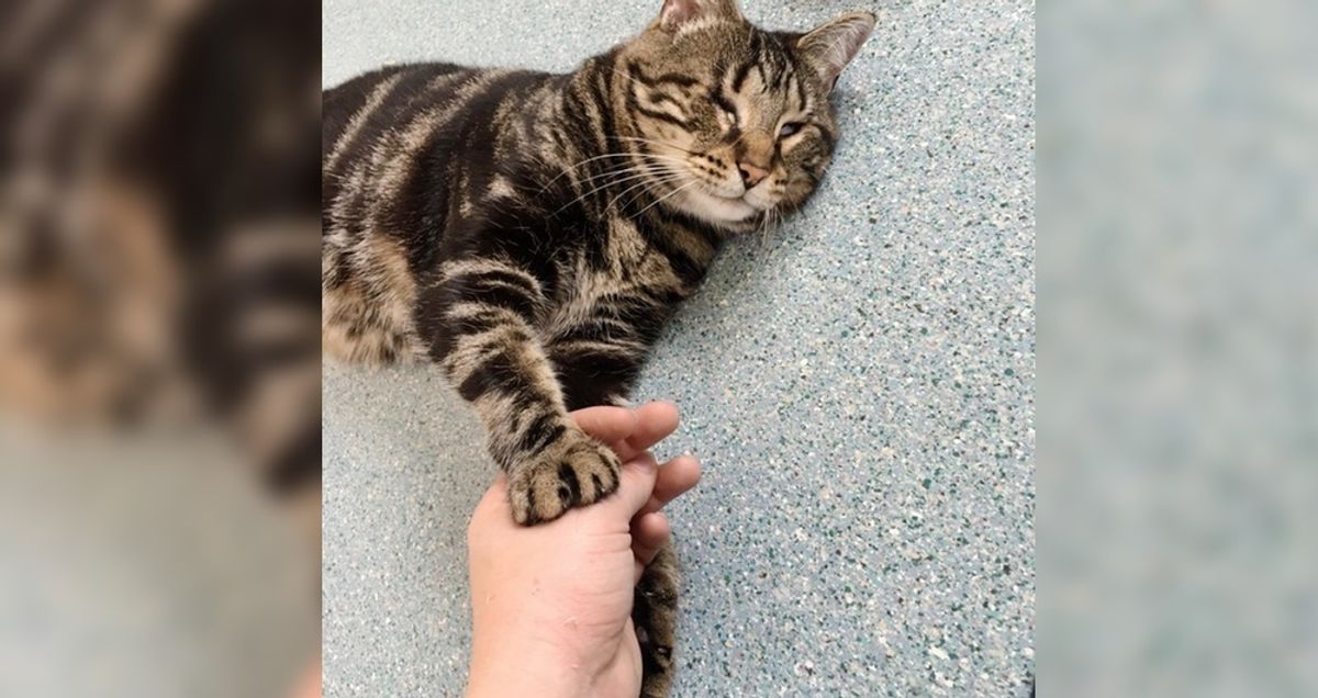 8-year-old Blind Cat Holds Woman's Hand at the Shelter and Won't Let Go...