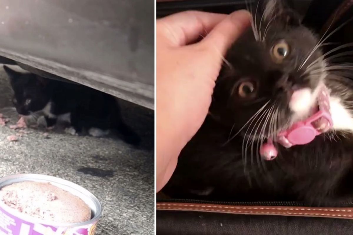 Couple Saves Growling Kitten and Shows Her Love, It Changes Everything...