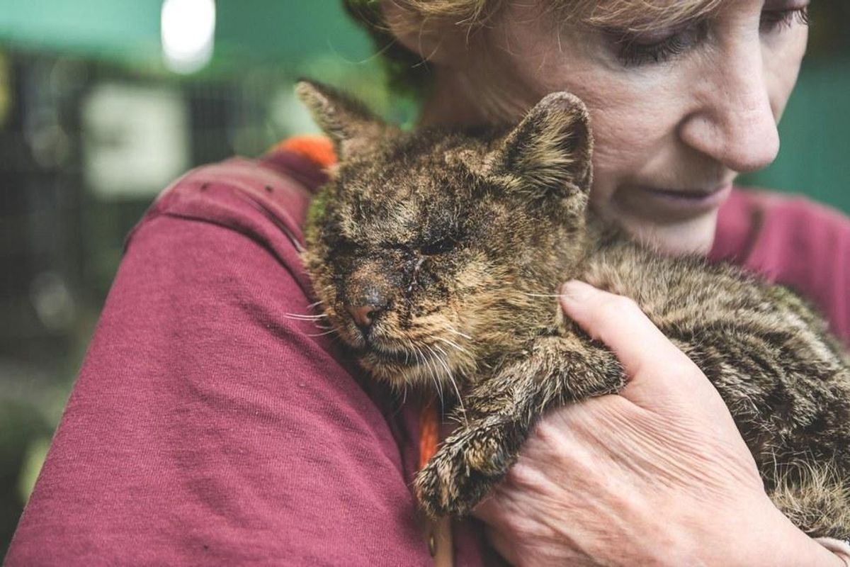 Cat Who Longed for Love, Completely Transformed and Found a Place to Call His Own
