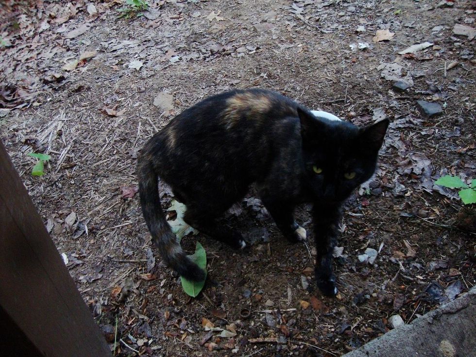 Five Years Ago Stray Cat Asked Man for Food and Became His Lifelong ...