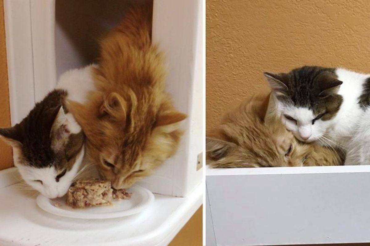Two Cats Who Lived Rough Lives, Find Each Other at Shelter, Something Beautiful Happens..