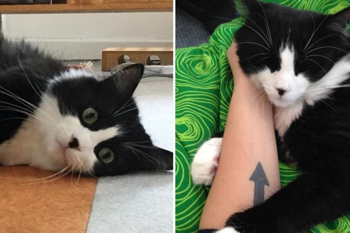 Cat Who Was Returned to Shelter Five Times for Being "Too Demanding", Finds True Love...