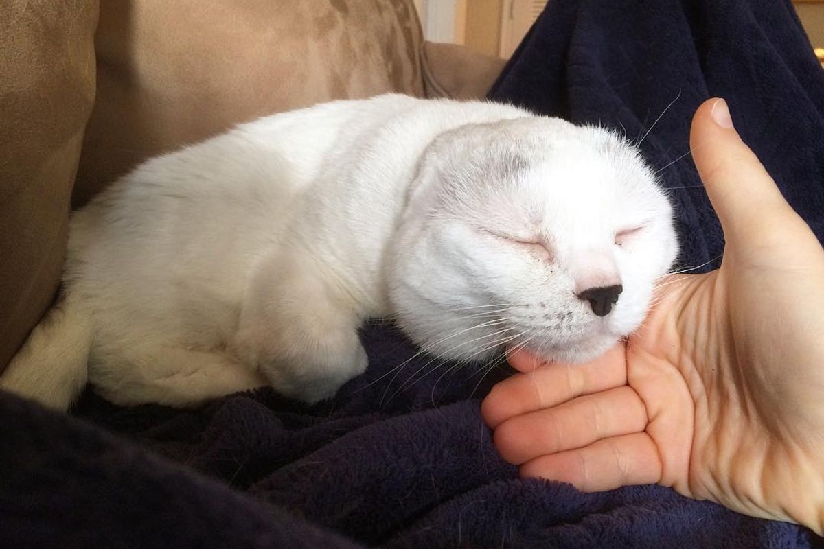 Woman Saves “Seal” Cat that No One Wanted and The Kitty Returns The Favor