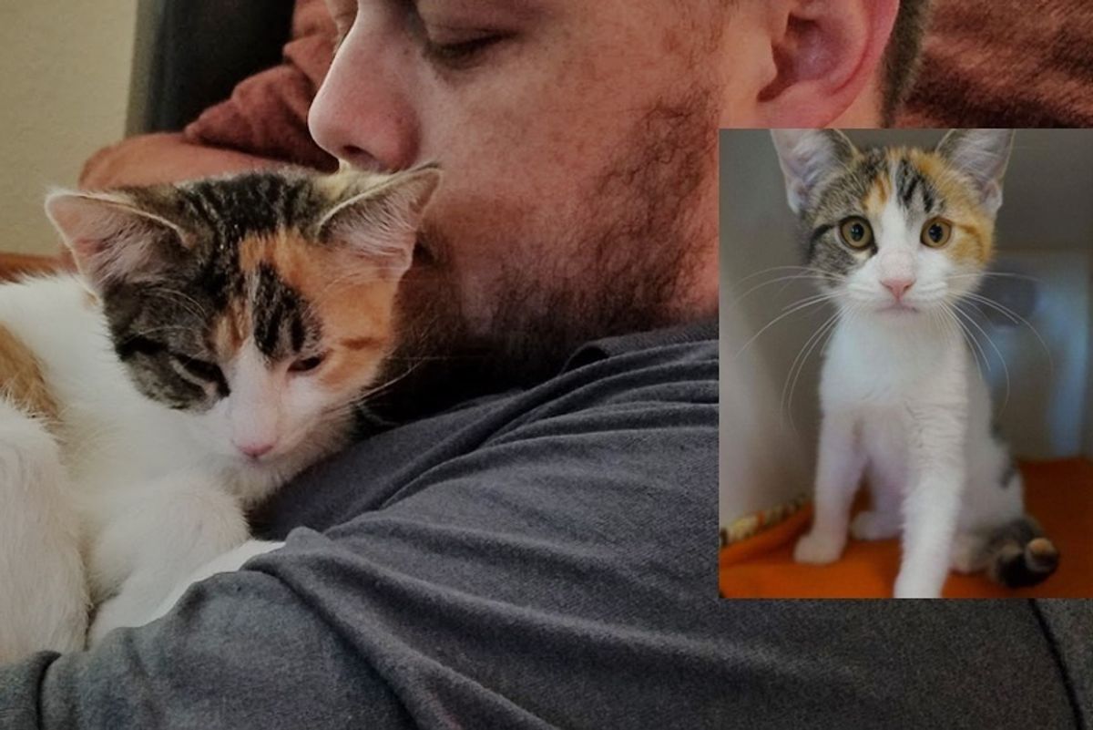 Shelter Kitten Finds New Human Dad She Loves And Won't Let Go...