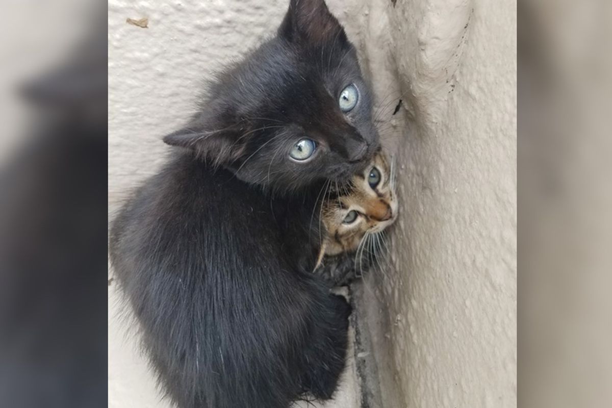 Man Finds Kittens Huddled Up in a Corner and Shows Them Love…