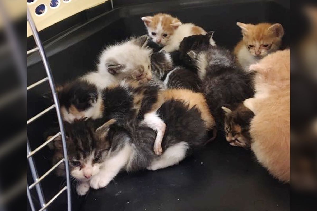 Woman Surprises Rescuers When She Offers to Foster 14 Orphaned Kittens Saved from Yard...