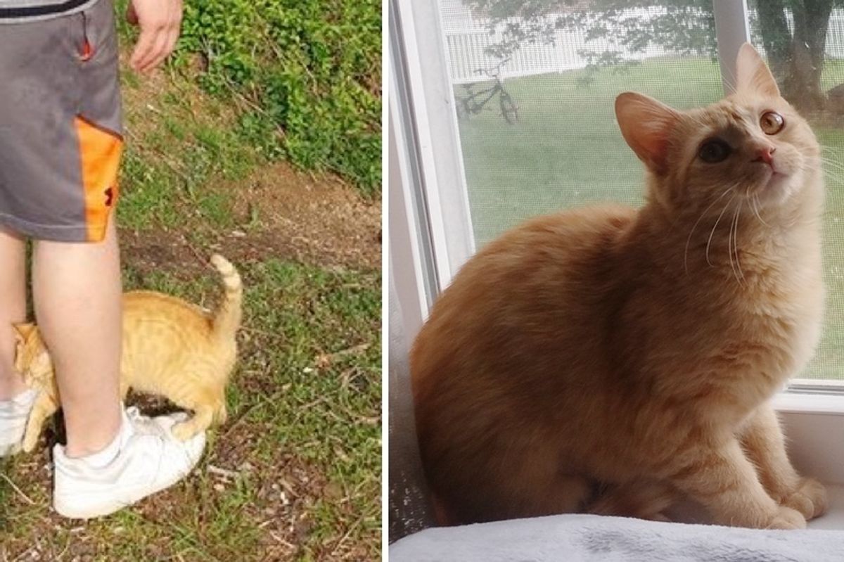 Pregnant Stray Cat Walks Up to Man, Clinging to Him and Asking for Love...