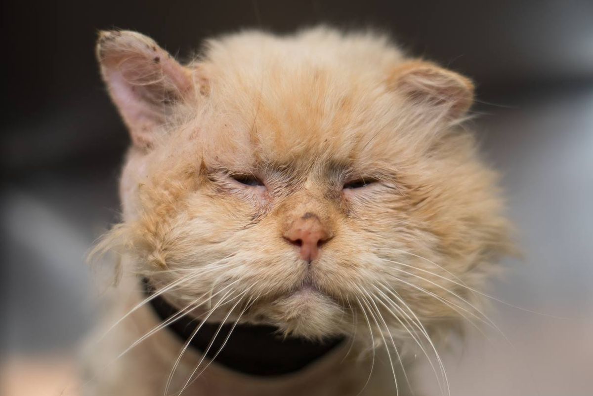 They Save Sad Shelter Cat and Turn His Frown Upside Down with Love... (with updates)