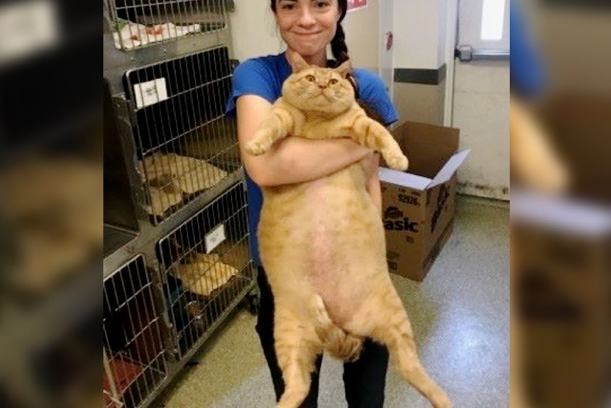 This 35 lb Big Rescue Kitty is Looking for Home to Help Him Slim Down..