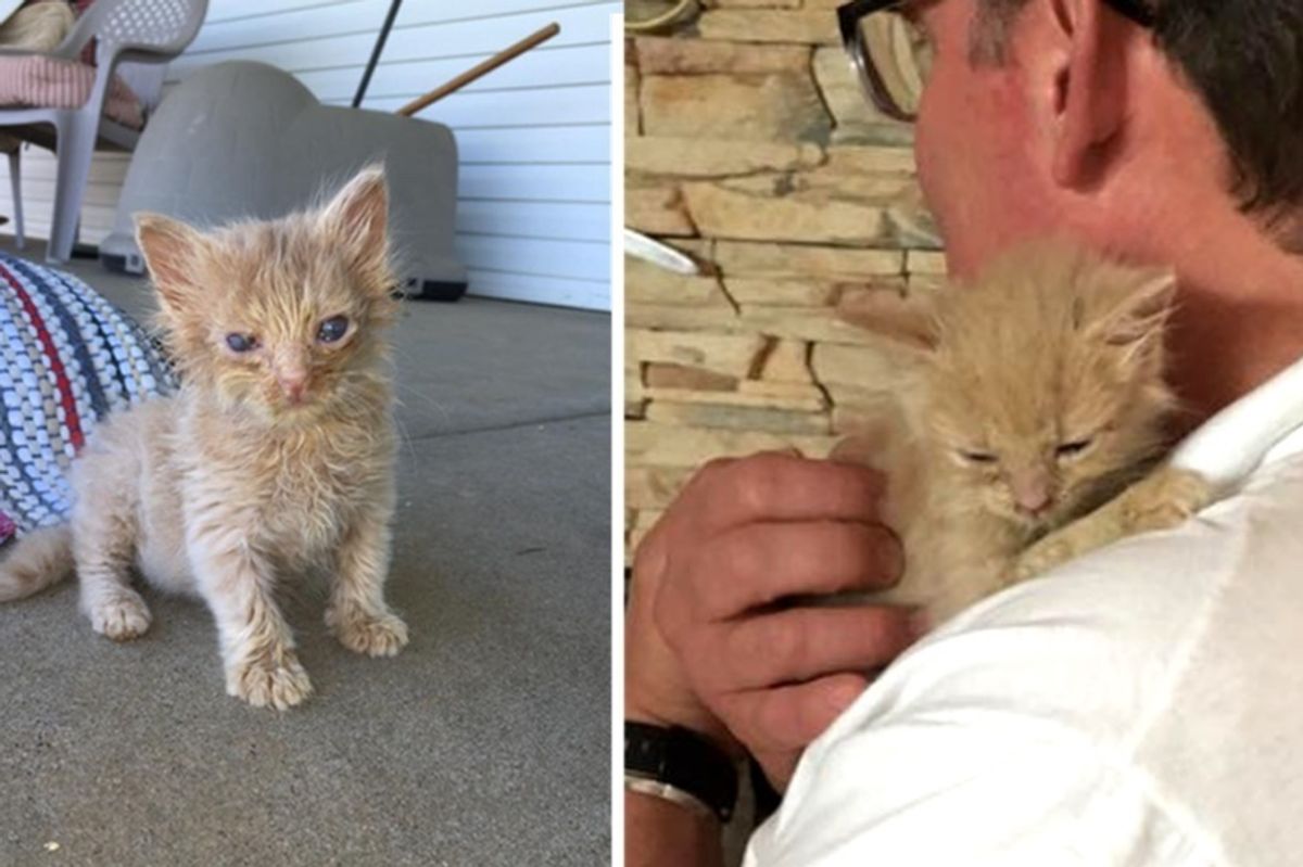 Feral Cat Brings Her Kittens to Man that Fed Her for Help, Now a Year Later...
