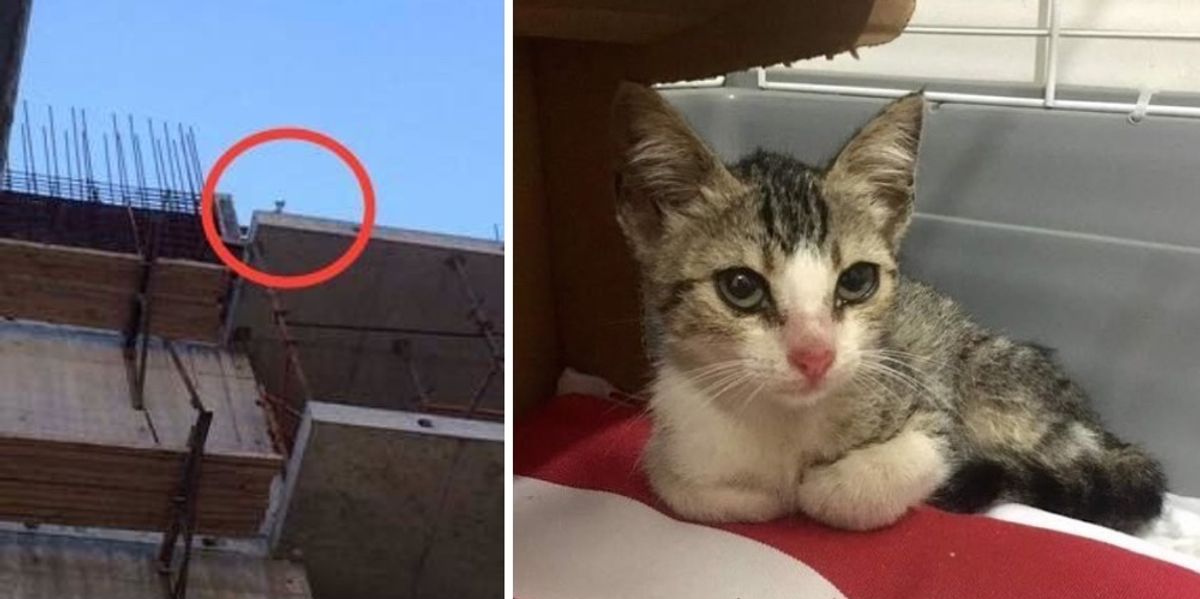 Stray Kitten Stuck on Roof of Building Lost His Meow Calling for Help