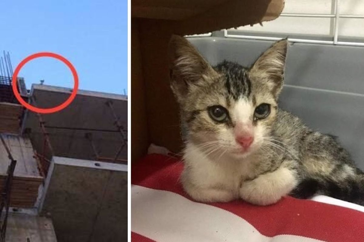 Stray Kitten Stuck on Roof of Building Lost His Meow Calling for Help...