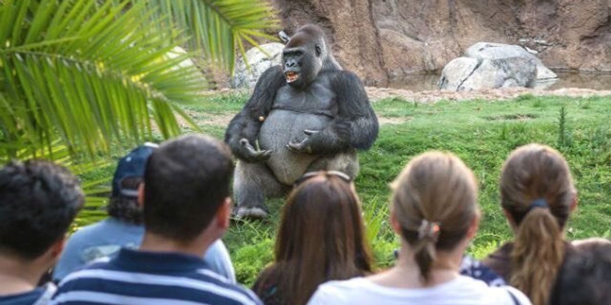 This Philosophical Gorilla Meme is Exactly What You Need to Get You Through a Harambe-Less World