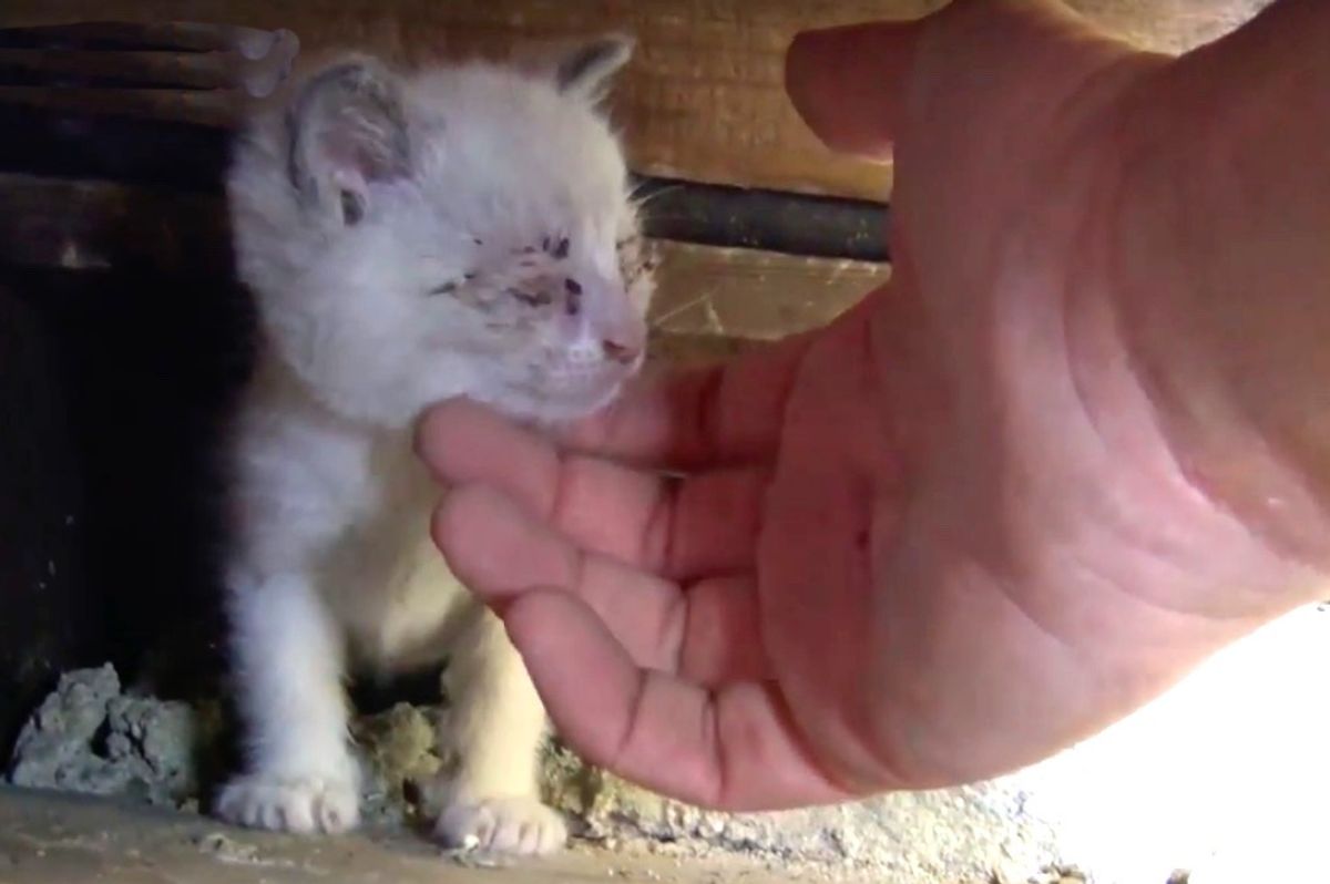 Man Gets Under Stairwell to Save Kittens While Stray Cat Mama Watches from Distance...