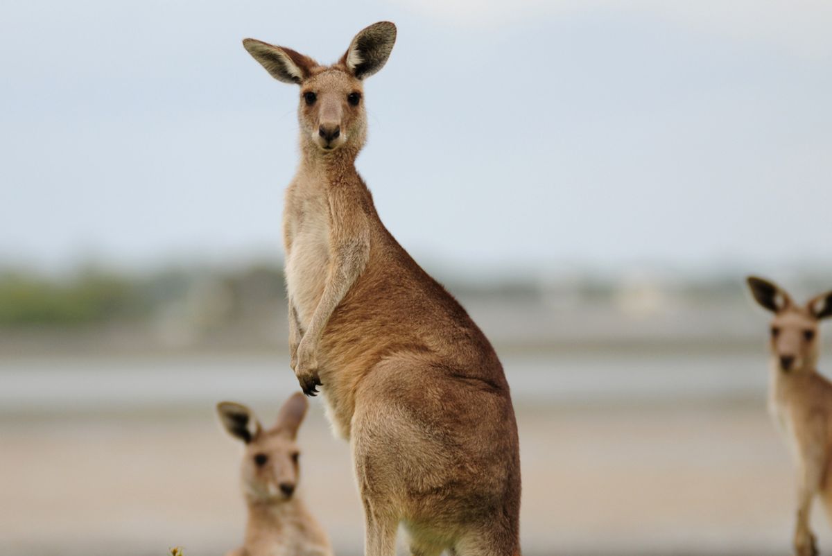 Kangaroos 1, Self-Driving Cars 0