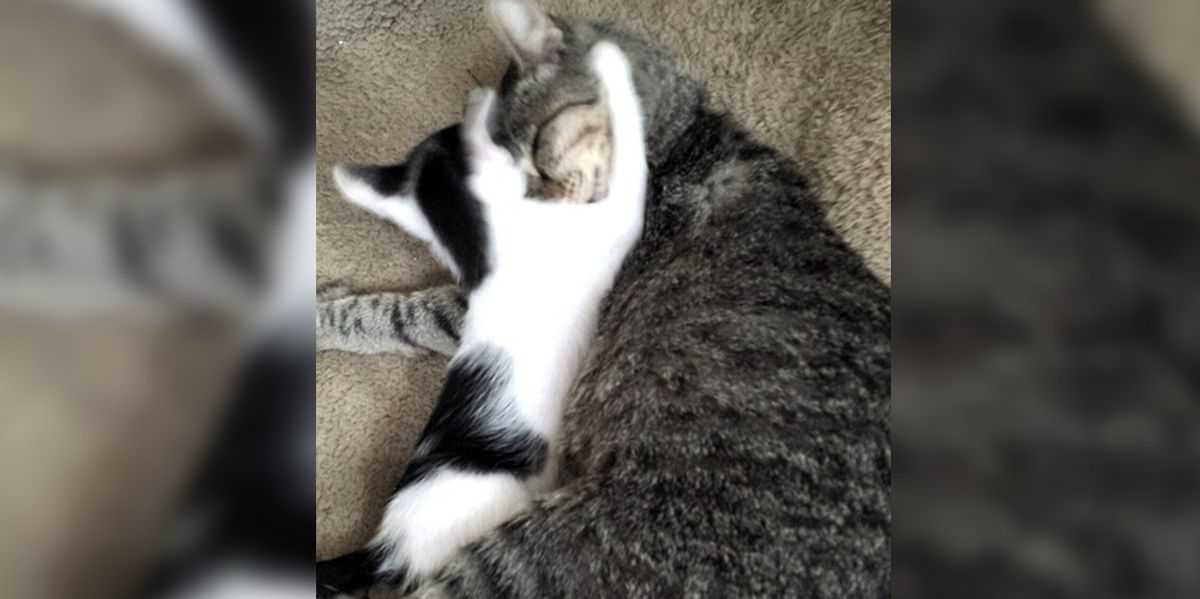 Cat Brings Home Tiny Homeless Friend and Decides She Is ...