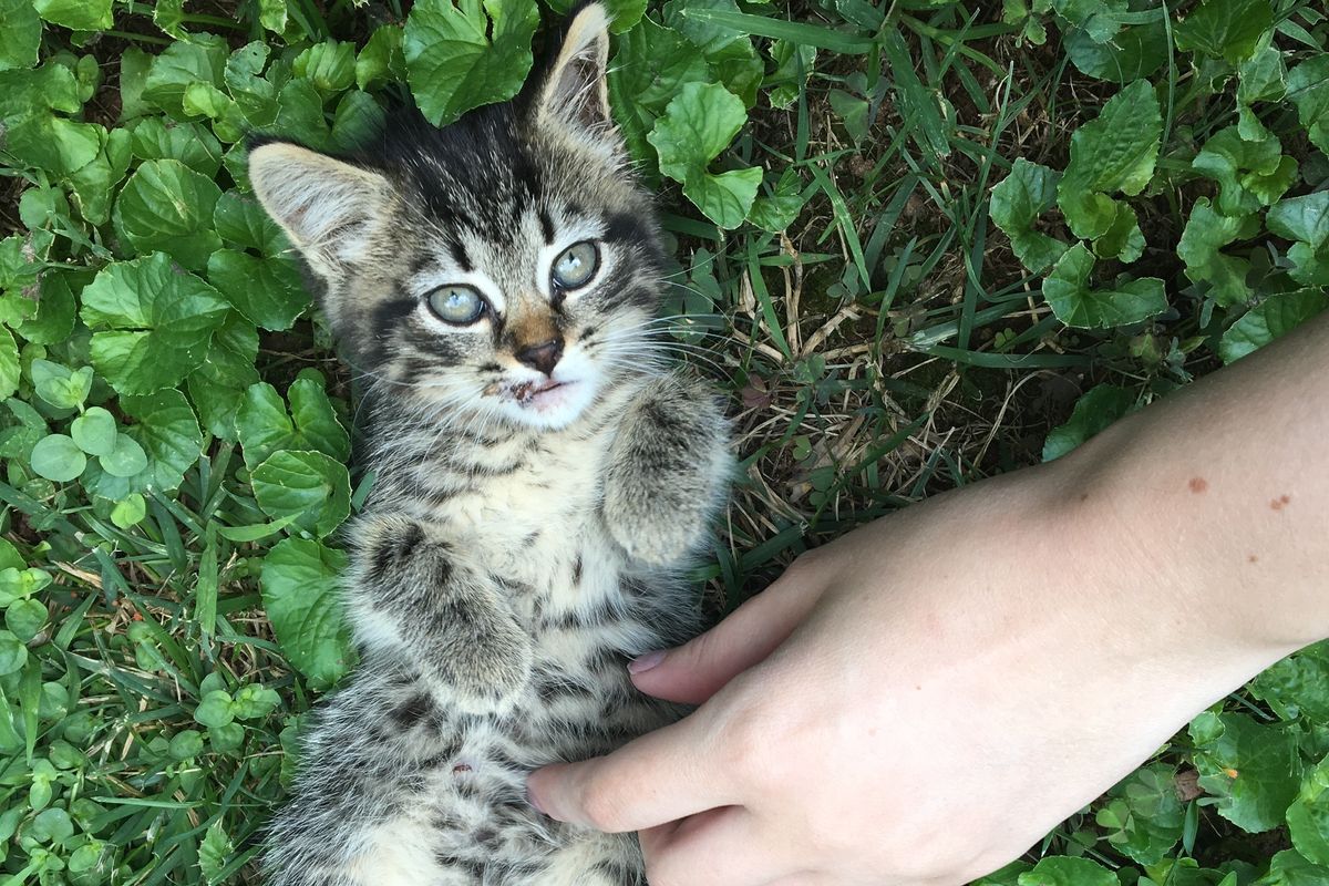 Stray Kitten Stops Humans on Dirt Road, Begging to Go Home with Them...