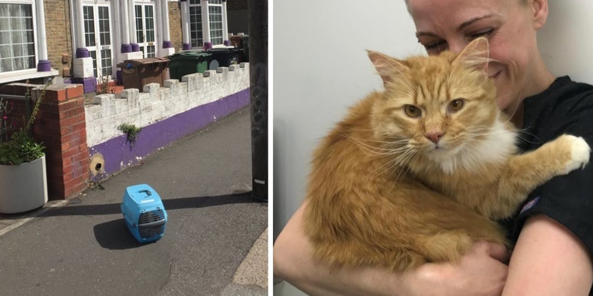 Cat Found On Street With His Belongings Meows to a Kind Person for Help ...