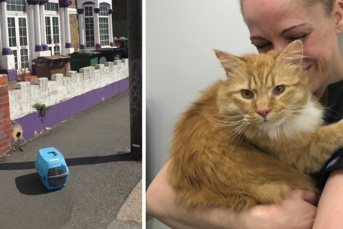 Cat Found On Street With His Belongings Meows to a Kind Person for Help...