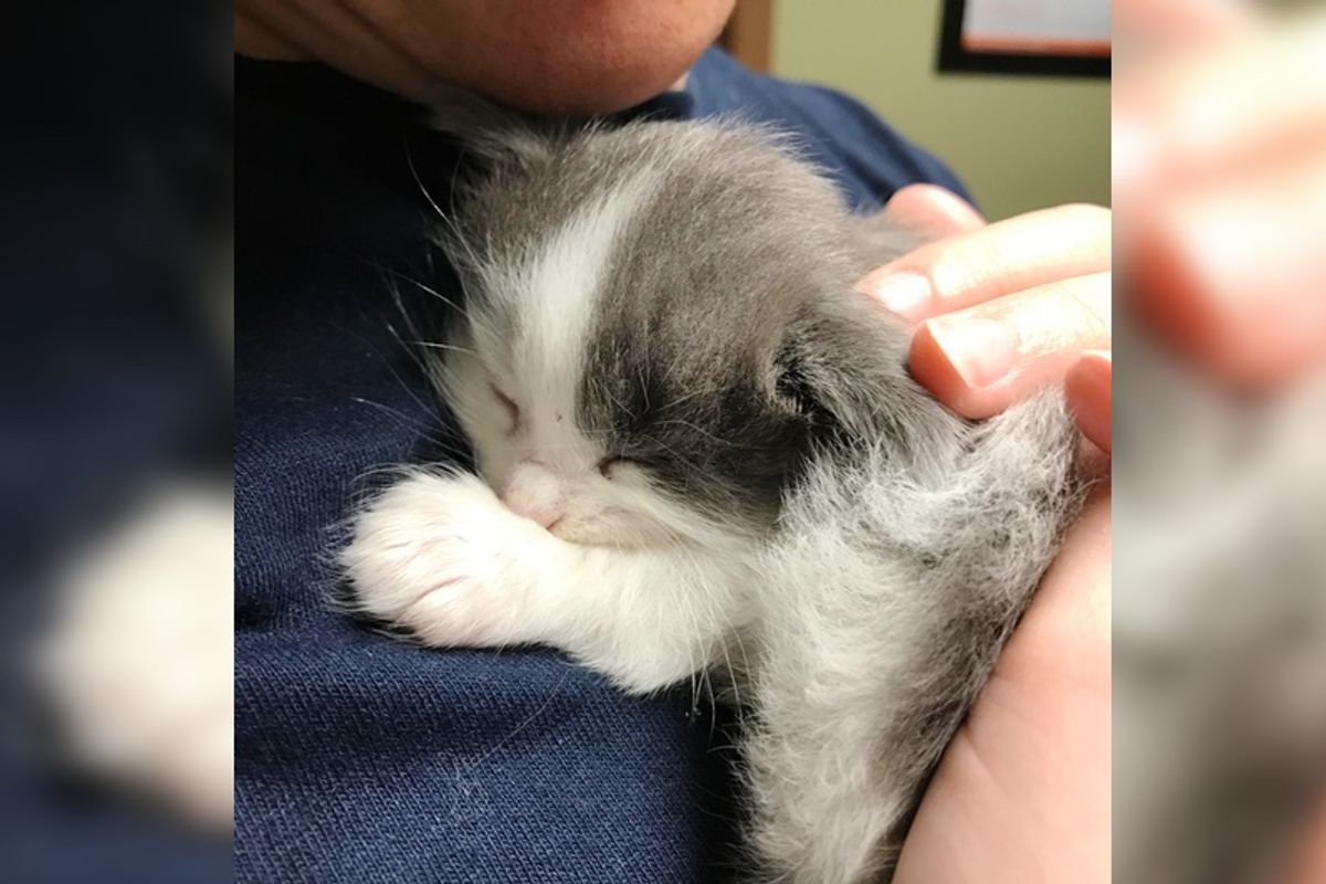 Orphaned Kitten Clings to Her Human After They Saved Her from Uncertain Fate...