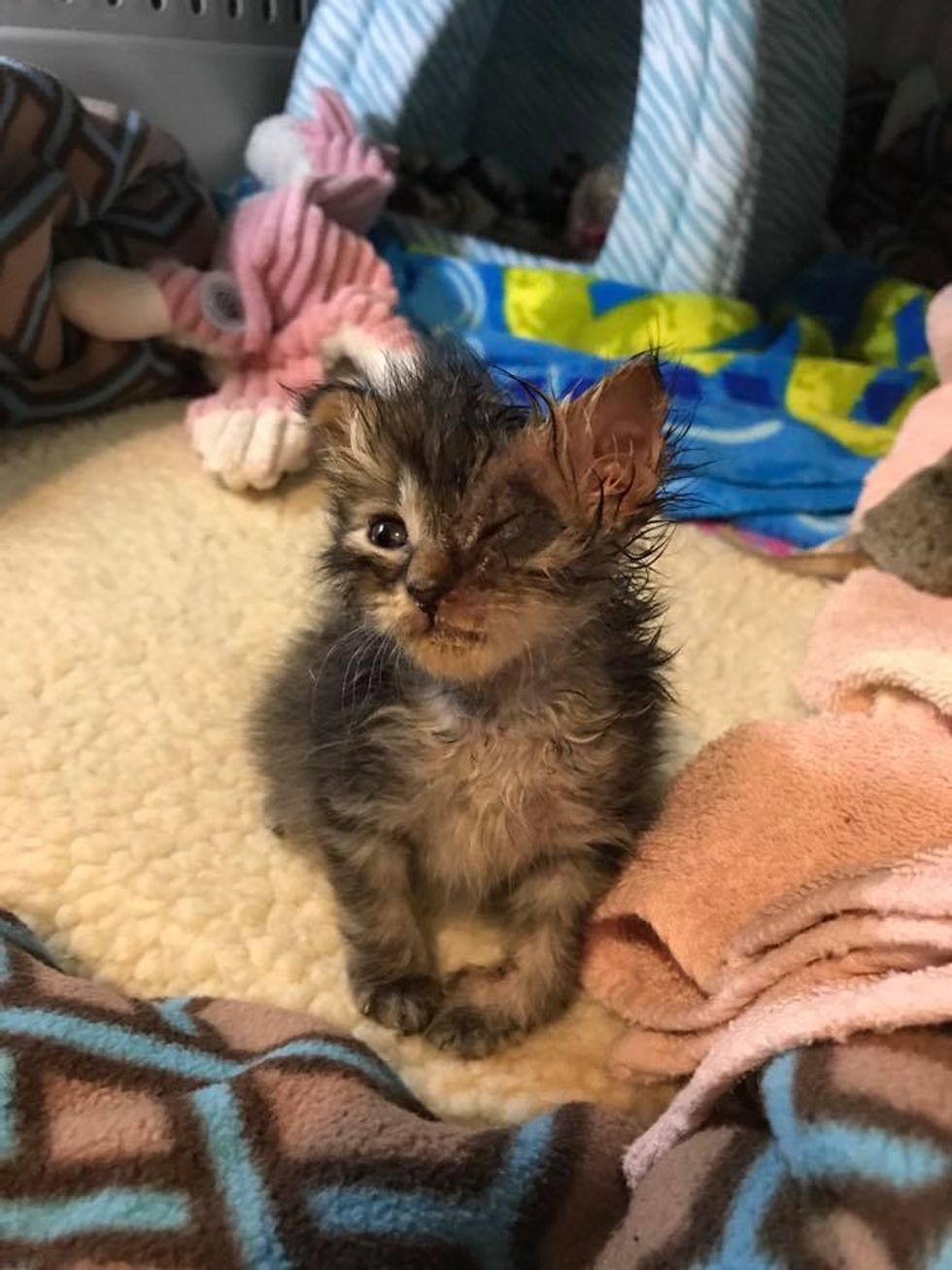 Kitten Found in Mailbox Gets His Beautiful Eye Back Through Love ...