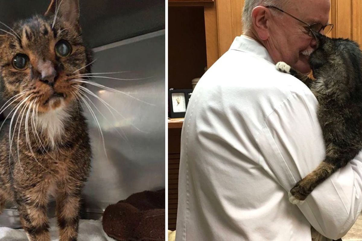 15-year-old Scraggly Shelter Cat Found Humans He'd Been Waiting for All His Life...