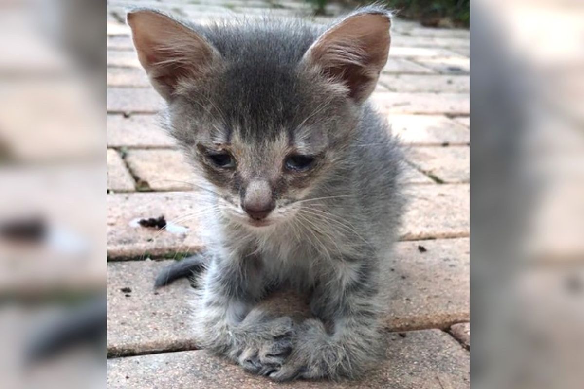 Kitten with Special Feet Walks Up to Woman for Love