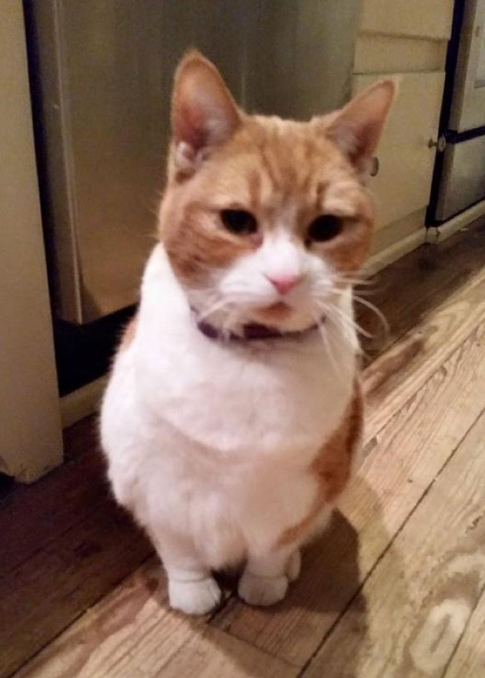 Senior Cat Shrinks Half Her Size and Finds Happiness After Being Saved