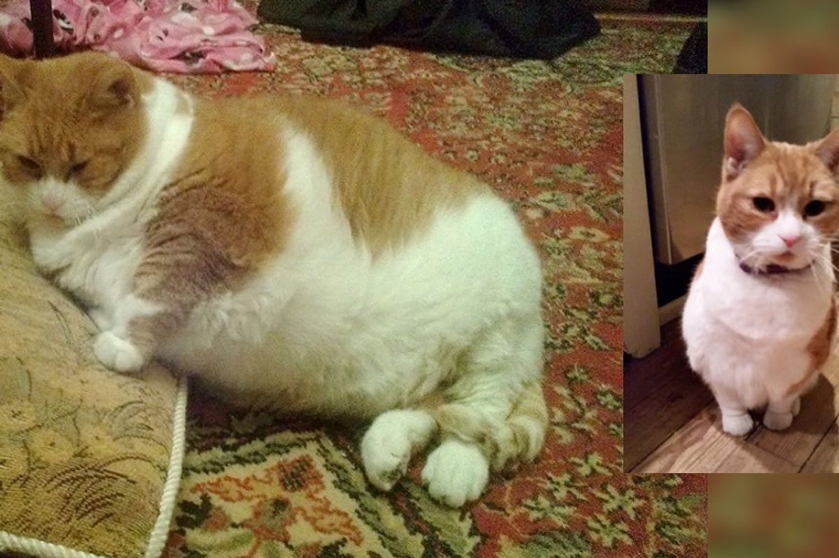 Senior Cat Shrinks Half Her Size and Finds Happiness After Being Saved from Sad Life...