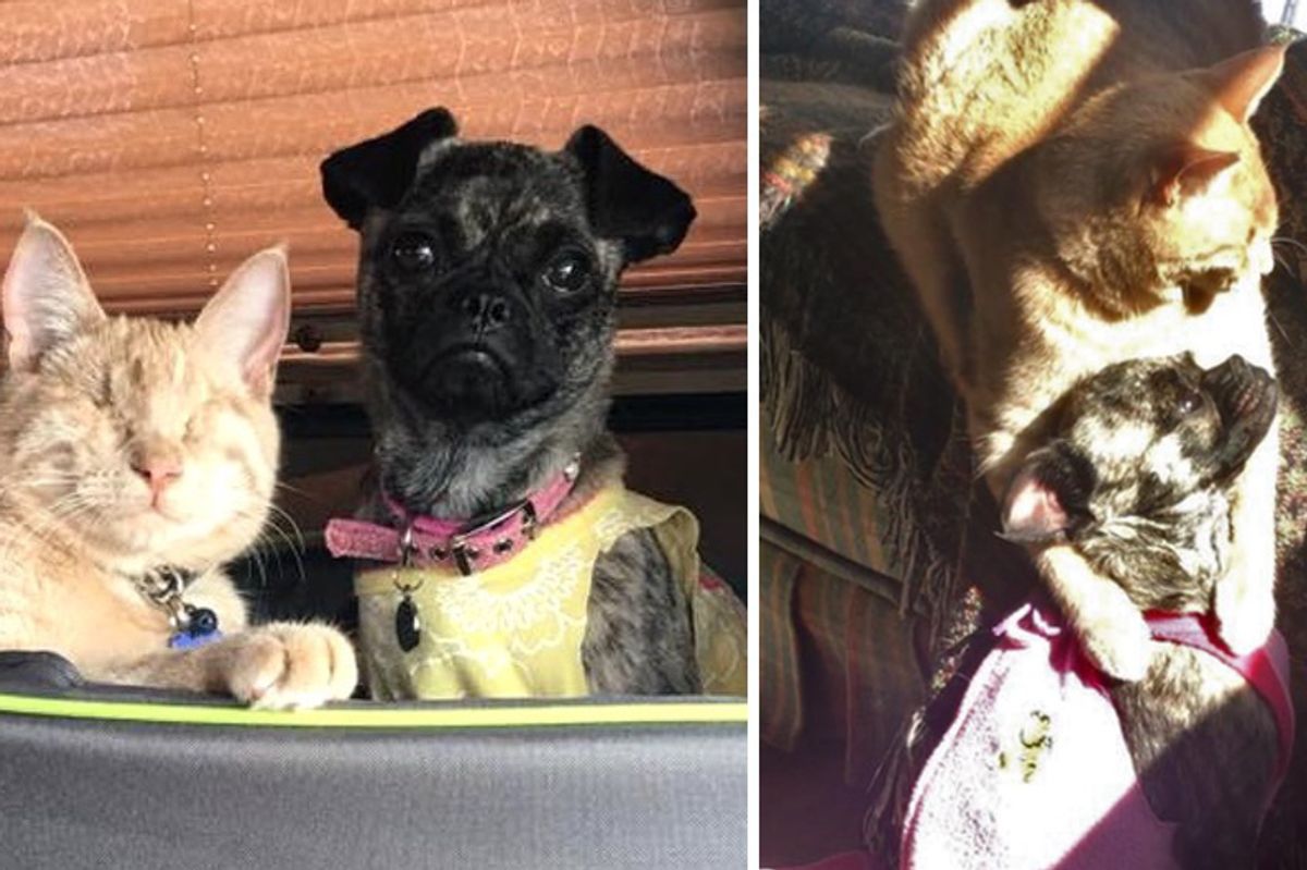Blind Cat Becomes Guardian Angel to Disabled Dog and Helps Her Find Courage...