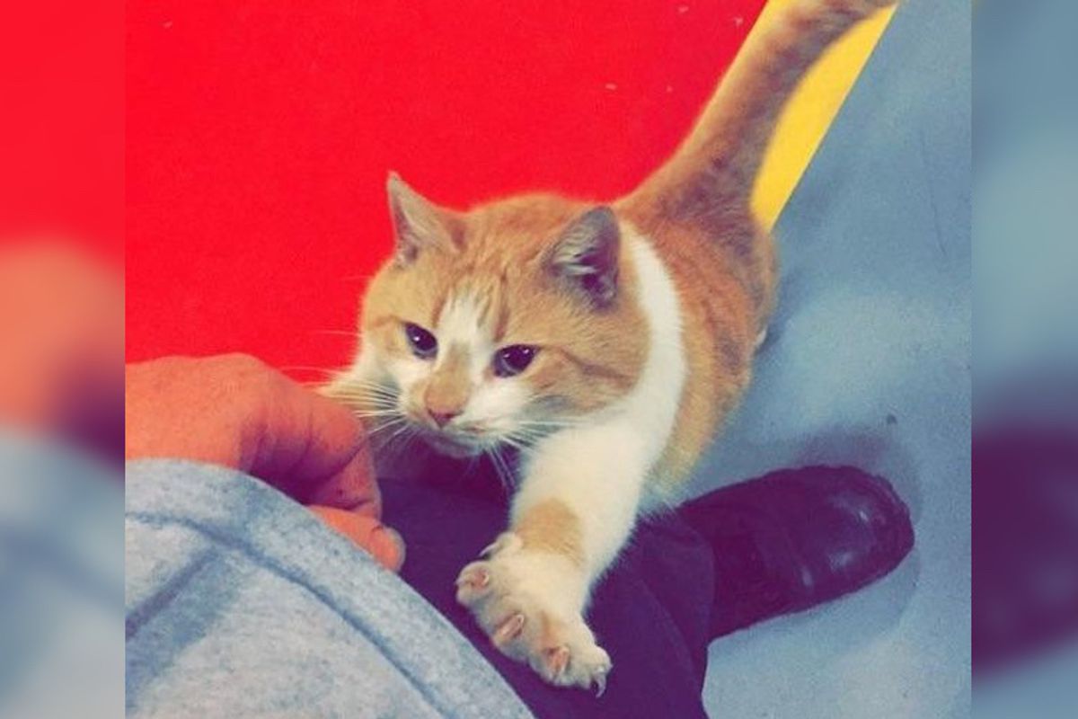 Stray Cat Saunters Into Firehouse and Decides the Crew Will Be His Forever Humans...