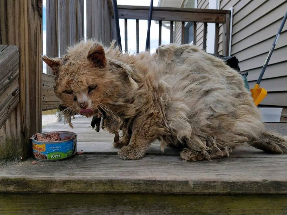 Cat Found Covered In Matted Fur Wandering Outside Completely