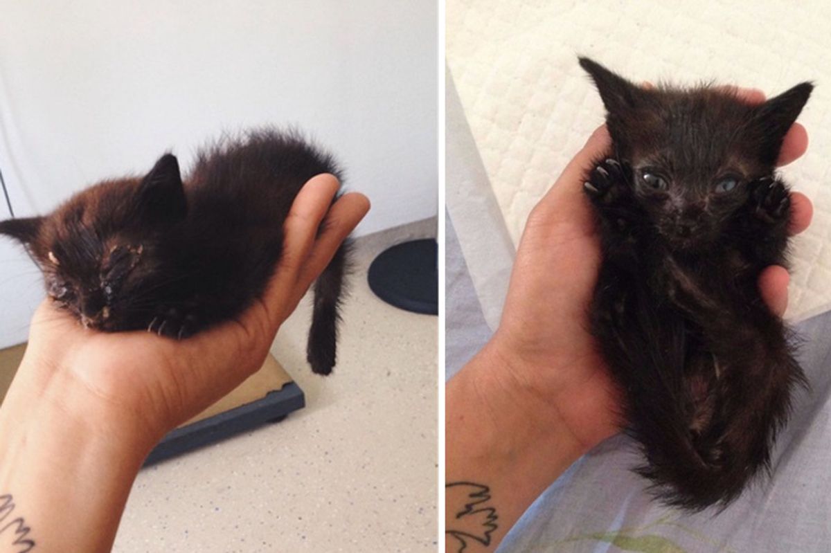 Woman and Her Dog Rescue Kitten Abandoned in Bushes, What a Difference 2 Days can Make!