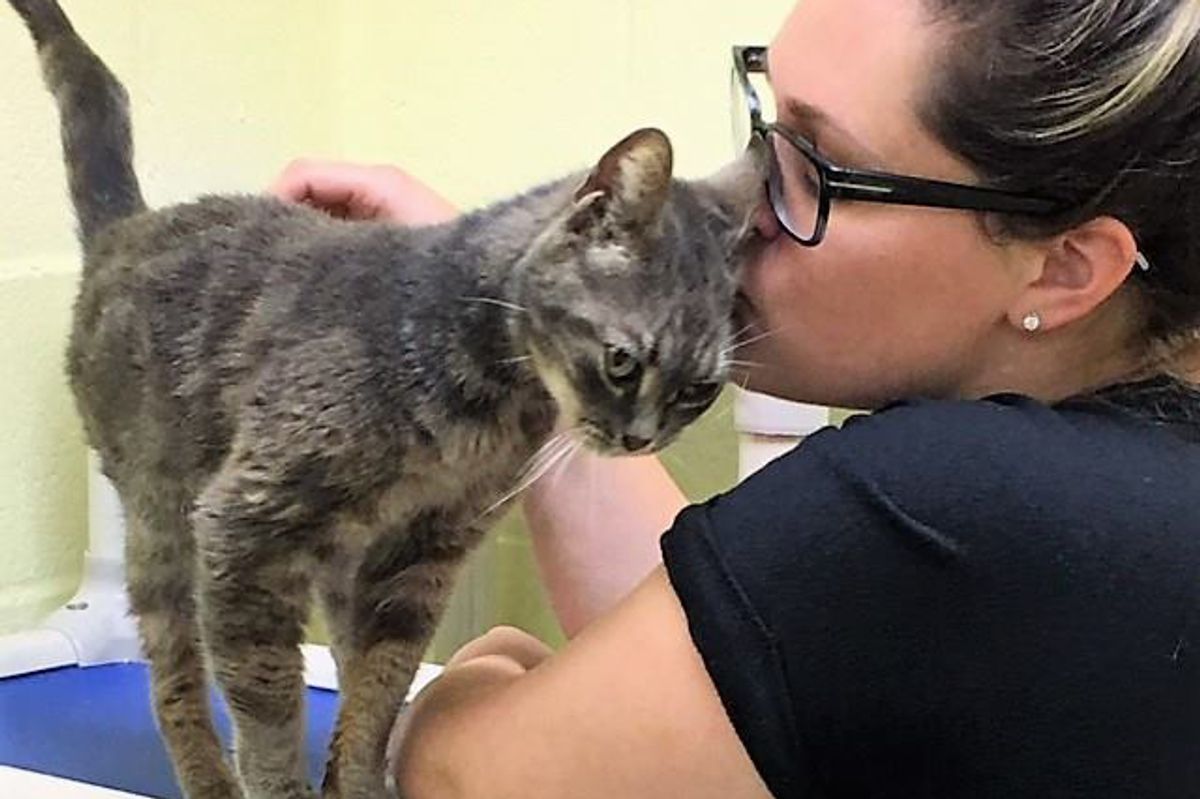 Cat Abandoned at 14 Walks Up to Woman Asking Her to Be Her Forever Human...
