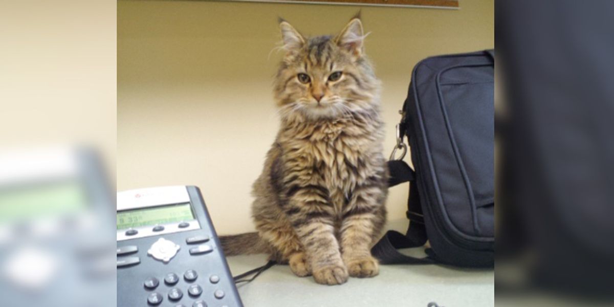 Stray Kitten Wanders Into Office and Decides to 