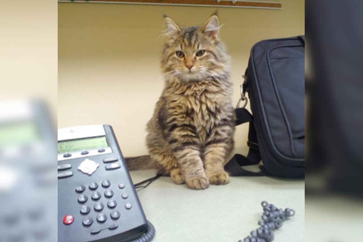 Stray Kitten Wanders Into Office and Decides to "Help"...