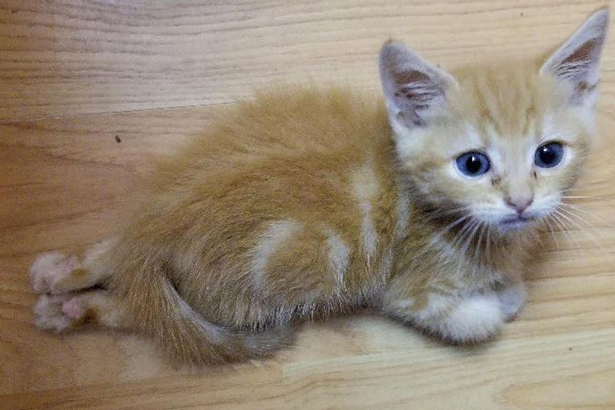 Kitten Can't Use His Back Legs But He Proves He Has So Much to Love...