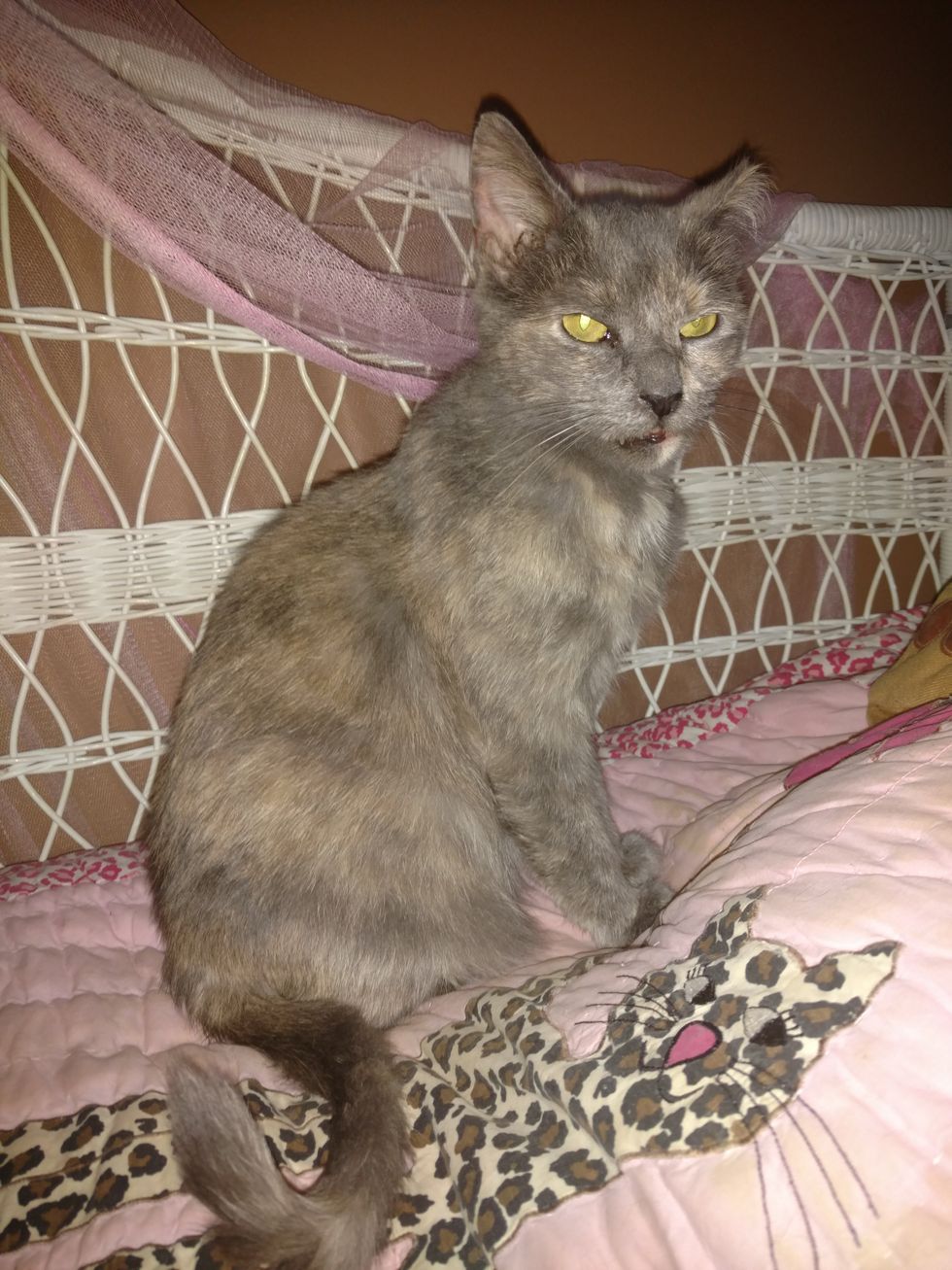 Shelter Staff Cry When 15yearold Cat Finds Home After Waiting for