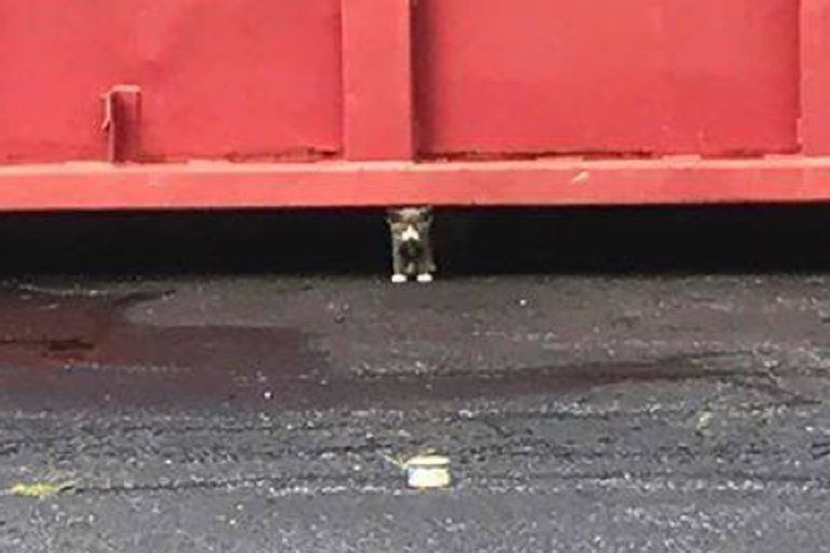 Kitten Comes Out From Underneath Large Dumpster Leads Rescuers to His Siblings...